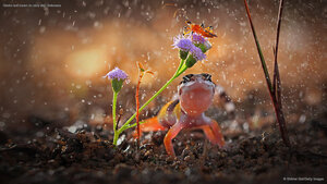 Gecko and insect on rainy day, Indonesia