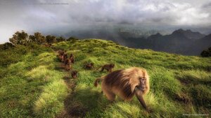Gelada monkeys in Simien Mountains National Park, northern Ethiopia