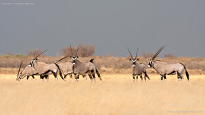 Gemsbok in the savanna, Botswana