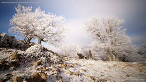 Árboles escarchados en la Sierra de Aralar, Navarra, España