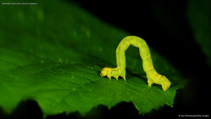 Geometer moth larva, aka an inchworm