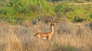 Gerenuk in Tsavo National Parks, Kenya