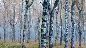 Weißbirkenwald (Betula pendula) im Herbstnebel, Deutschland