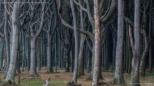 Gespensterwald, Nienhagen, Mecklenburg-West Pomerania, Germany