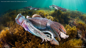 Group of giant cuttlefish in Spencer Gulf, off Whyalla, South Australia