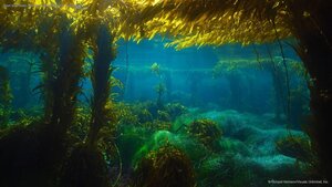 Giant kelp forest near San Clemente Island, California