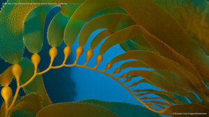 Giant kelp in the Channel Islands National Marine Sanctuary, California