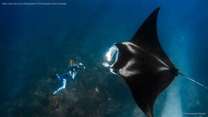 Giant manta ray and a photographer off the Ningaloo Coast, Australia