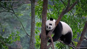 Giant panda at Bifengxia Panda Base in Ya’an, China