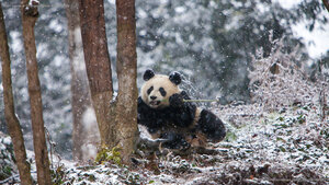 Giant panda at Chengdu Panda Base, China