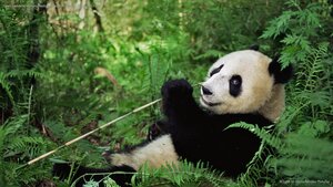 Giant panda at Wolong National Nature Reserve, Sichuan, China