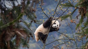 Giant panda cub at Bifengxia Panda Base, Sichuan, China