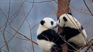 Giant panda cubs in the Wolong National Nature Reserve, China