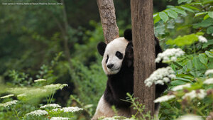 Giant panda in Wolong National Nature Reserve, Sichuan, China