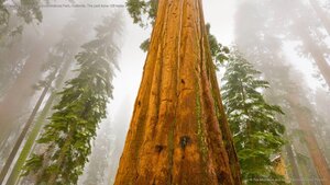 Giant sequoia trees in Sequoia National Park, California. The park turns 128 today.