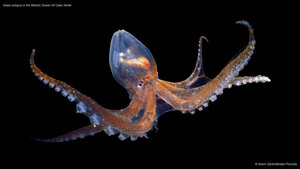 Glass octopus in the Atlantic Ocean off Cabo Verde