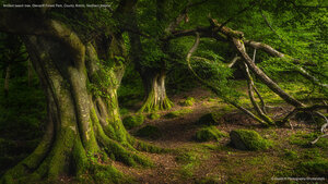 Ancient beech tree, Glenariff Forest Park, County Antrim, Northern Ireland