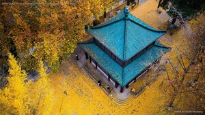 Golden ginkgo leaves at Xuanwu Lake Park in Nanjing, Jiangsu province, China