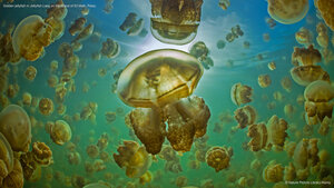 Golden jellyfish in Jellyfish Lake on the island of Eil Malk, Palau