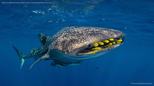 Golden trevally swim with a whale shark in Cenderawasih Bay, Indonesia