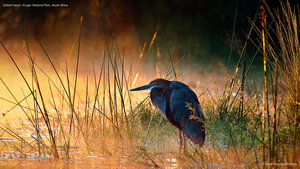 Goliath heron, Kruger National Park, South Africa