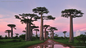 Grandidier's baobab forest near Morondava, Madagascar