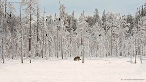 Gray wolf with flock of ravens in Finland