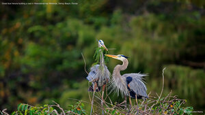 Great blue herons building a nest in Wakodahatchee Wetlands, Delray Beach, Florida
