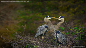 Great blue herons in the Wakodahatchee Wetlands, Delray Beach, Florida