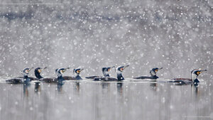 Great cormorants gliding through a snowstorm in Hesse, Germany
