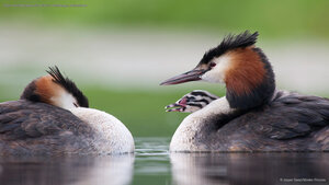Great crested grebes with chick in Vlaardingen, Netherlands