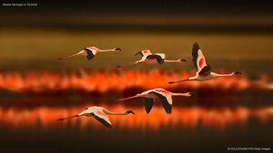 Greater flamingos in Tanzania