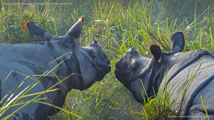 Greater one-horned rhinoceroses in Kaziranga National Park, Assam, India