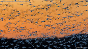 Greater snow geese at Montezuma National Wildlife Refuge, New York