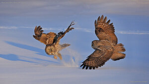 Great gray owls in Montreal, Canada