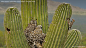 Great horned owls and a gilded flicker on a saguaro cactus in the Sonoran Desert, Arizona