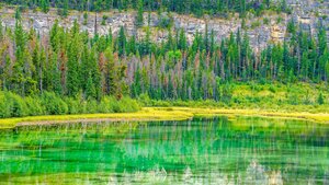 Small lake and marsh in Jasper National Park in Alberta, Canada