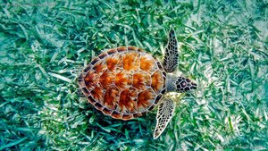 Green sea turtle (Chelonia mydas) in Hawaii