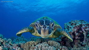 Green sea turtle, Maui, Hawaii