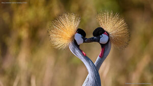Grey crowned cranes forming a heart