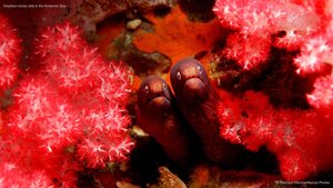 Greyface moray eels in the Andaman Sea