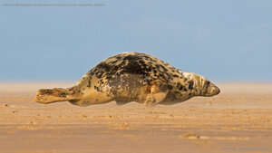 Grey seal hitching itself over the beach at Donna Nook, North Lincolnshire, England