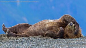 Grizzly bear cub relaxing, Cook Inlet, Chinitna Bay, Lake Clark National Park and Preserve, Alaska