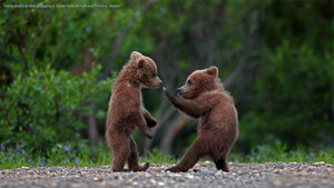 Grizzly bear cub siblings playing in Denali National Park and Preserve, Alaska