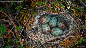 Ground nest in the Arctic National Wildlife Refuge, Alaska