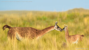 Guanaco mother and newborn baby in grassland, La Pampa Province, Argentina