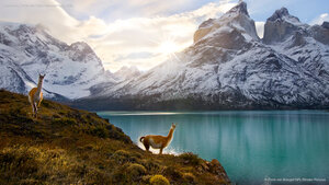 Guanacos, Torres del Paine National Park, Chile