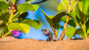Bébé tortue olivâtre quittant le nid pour rejoindre l'océan, plage de Remire-Montjoly, Cayenne, Guyanne