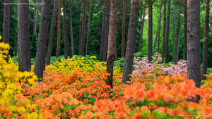 Haaga Rhododendron Park, Helsinki, Finland