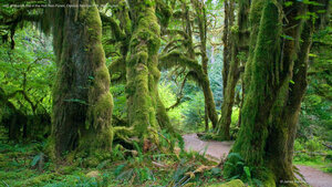 Hall of Mosses trail in the Hoh Rain Forest, Olympic National Park, Washington